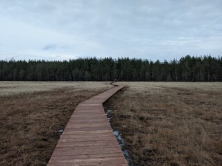 Obraz premium boardwalk in the forest