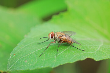 Flies on plants in the nature, North China Plain