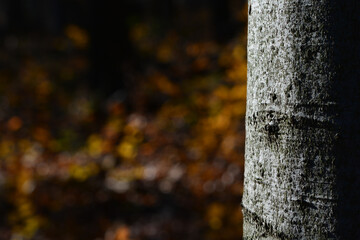 Obraz premium closeup uf tree bark with blurred background and space for text