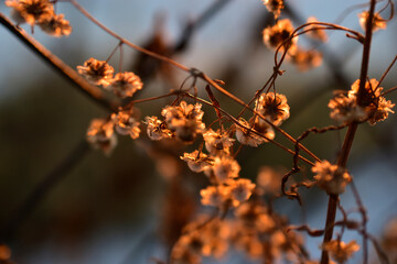 Yellow dry grass with flowers in the rays of the setting sun