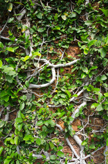 Nature claiming a stone. Red brick wall fence There are more vines