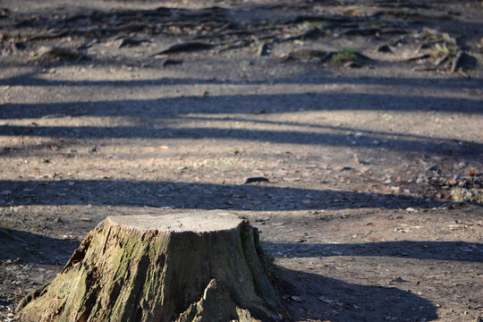 tree stump in authumn woods