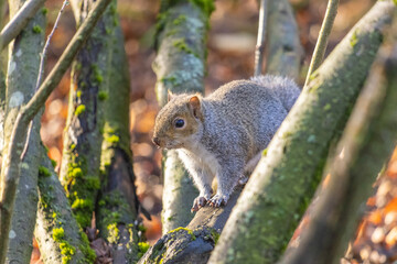 Cute Squirrel in the Park