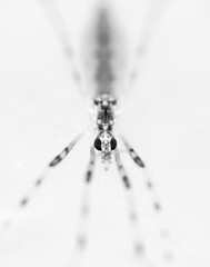 Crane fly macro photo high key