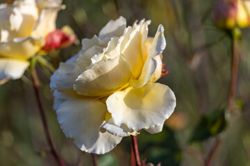 Last Yellow Rose before Winter