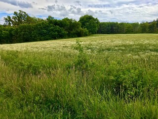 Nice view of an relaxing and calm Swedish countryside. Plenty of grass in the green field. A row of trees in the background. No person in the picture. Sweden.
