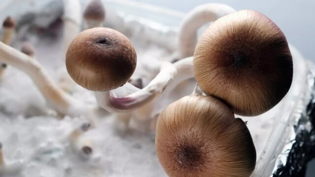 Mexican magic mushrooms is a psilocybe cubensis, a specie of psychedelic mushroom whose main active elements are psilocybin and psilocin - Mexican Psilocybe Cubensis on white fluffy mycelium. 4k