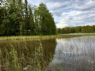 Great view over a seaside at a Swedish countryside.  Reed in the water. Small lake and some trees in the background. Plenty of clouds in the sky during the summer. Jämtland, Sweden.