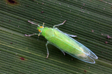 A planthopper perches on a green leaf in North China