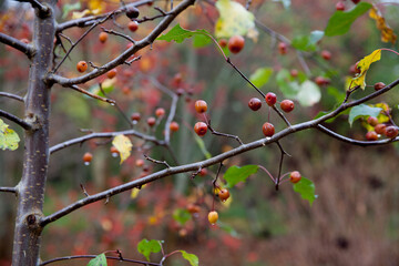Arboretum