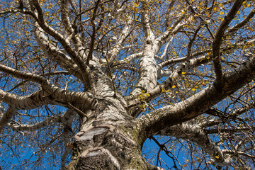 tree trunk and branches viewed upwards