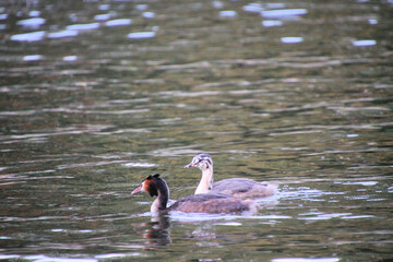 A Great Crested Grebe on the water