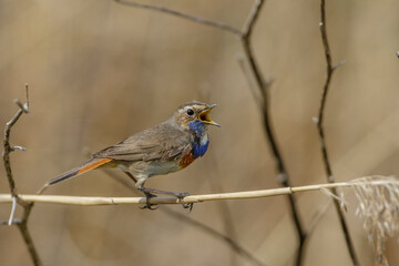 Weißsterniges Blaukehlchen (Luscinia svecica) Männchen