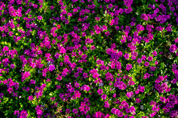 Fototapeta premium background of small blooming pink flowers and green leaves on a clear day