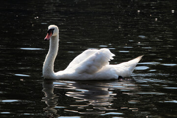 Naklejka premium A Mute swan on the water