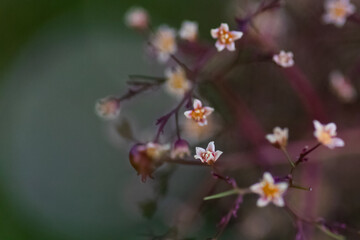 flower close-up