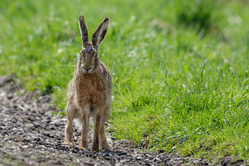 Feldhase (Lepus europaeus)