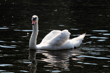 A Mute swan on the water