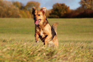 beautiful mixed shepherd dog is running on a field on an autumn day