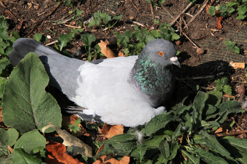 pigeon on the grass