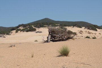 il ginepro centenario sulle dune di piscinas