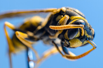 Macro wasp 1