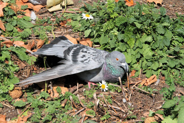 pigeons in the park