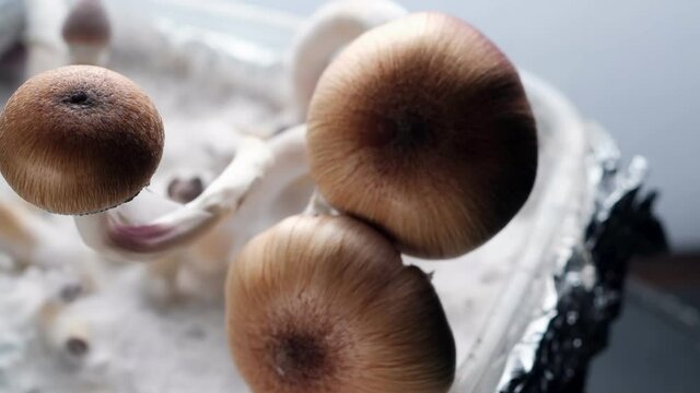 Mexican magic mushrooms is a psilocybe cubensis, a specie of psychedelic mushroom whose main active elements are psilocybin and psilocin - Mexican Psilocybe Cubensis on white fluffy mycelium. 4k