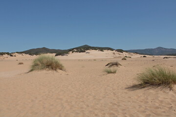 Fototapeta na wymiar le dorate dune di sabbia di piscinas in sardegna 