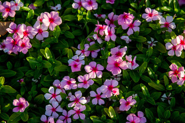 background of small blooming pink flowers and green leaves on a clear day