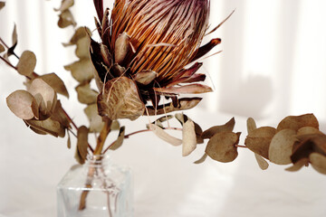 Dried eucalyptus branches and dry protea flower in glass vase. Dried flowers bouquet.