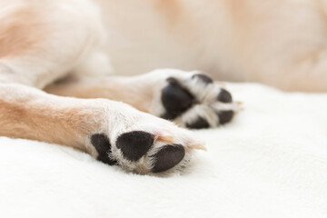 Dog paws, the theme of pet care.