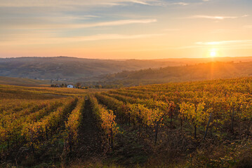 Sun rising on oltrepo pavese hills orange colored vineyard during autumn foliage