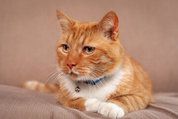 Fototapeta na wymiar Serious domestic red cat lying down on cozy sofa