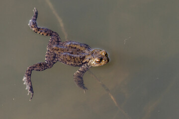 Erdkröte (Bufo bufo)