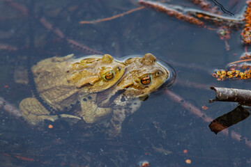 Erdkröten (Bufo bufo) Paar