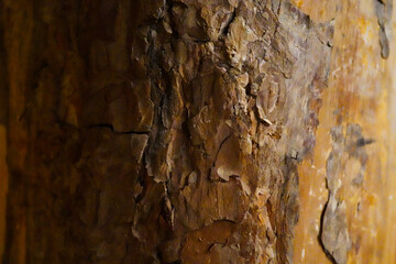 tree trunk, stump close-up background