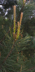 young spring pine sprout on a pine-tree branch