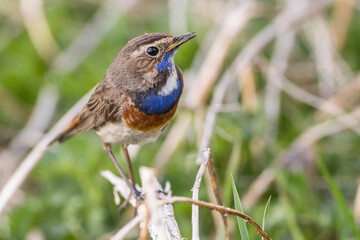 Weißsterniges Blaukehlchen (Luscinia svecica) Männchen