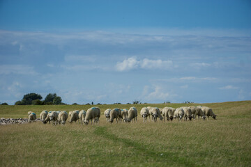 Schafe Deich Fehmarn