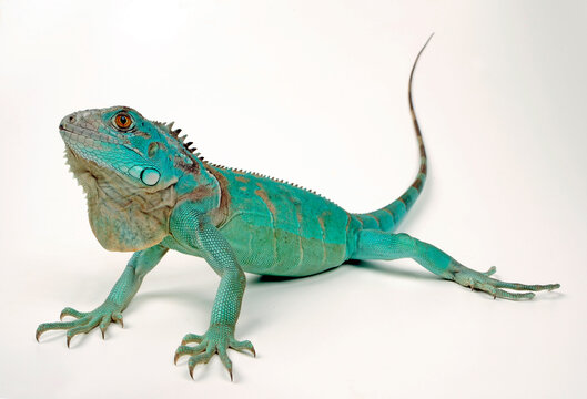 Green iguana, blue colour morph // Gr&uuml;ner Leguan, blaue Farbvariante (Iguana iguana)