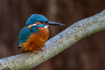 Eisvogel (Alcedo atthis) Männchen