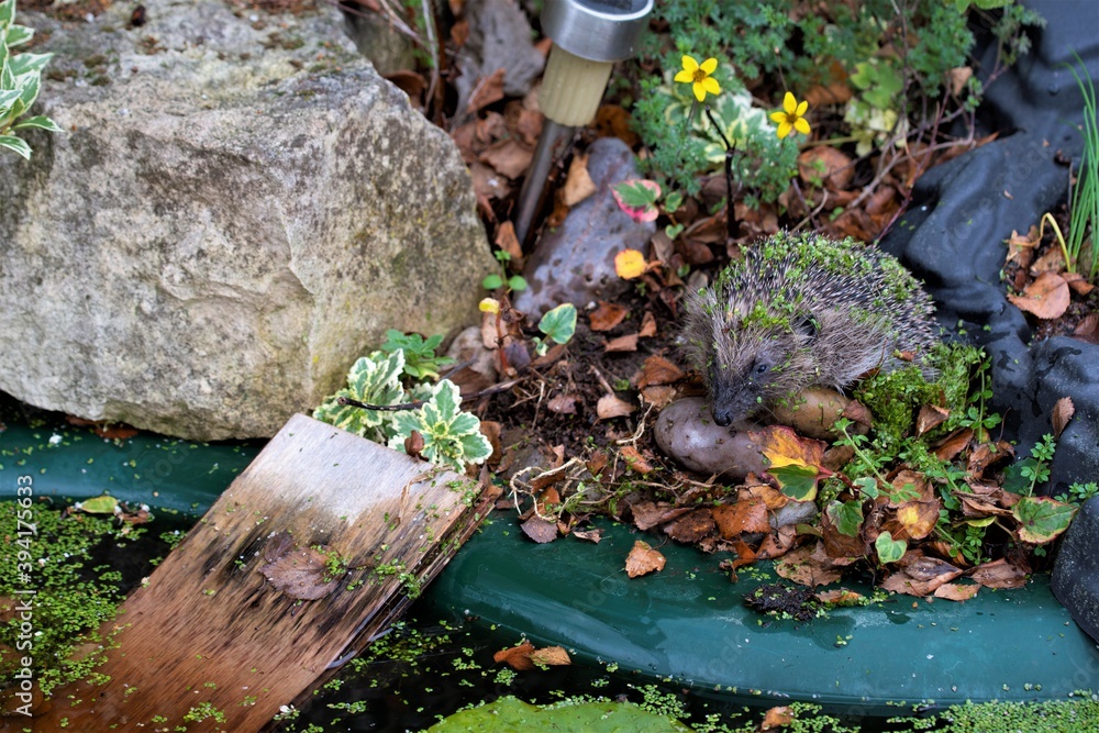 Wall mural hedgehog by the ramp exit from the garden pond.