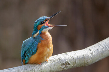 Eisvogel (Alcedo atthis) Männchen