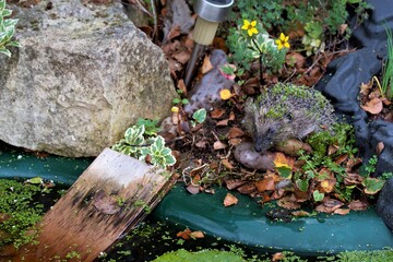Hedgehog by the ramp exit from the garden pond.