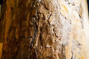 tree trunk, stump close-up background