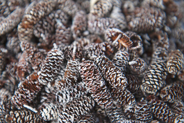 Fototapeta na wymiar Pine Cone Texture Background with Snow Close Up Detail - Winter Pinecones
