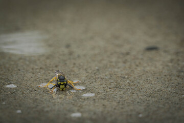 Wespe auf Wasser
