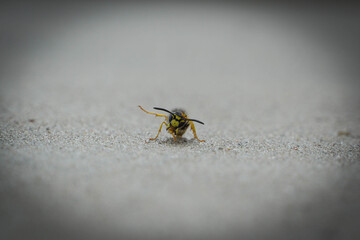 Wespe Meer