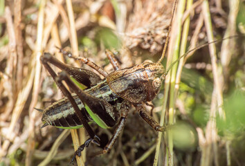 locust macro on the grass